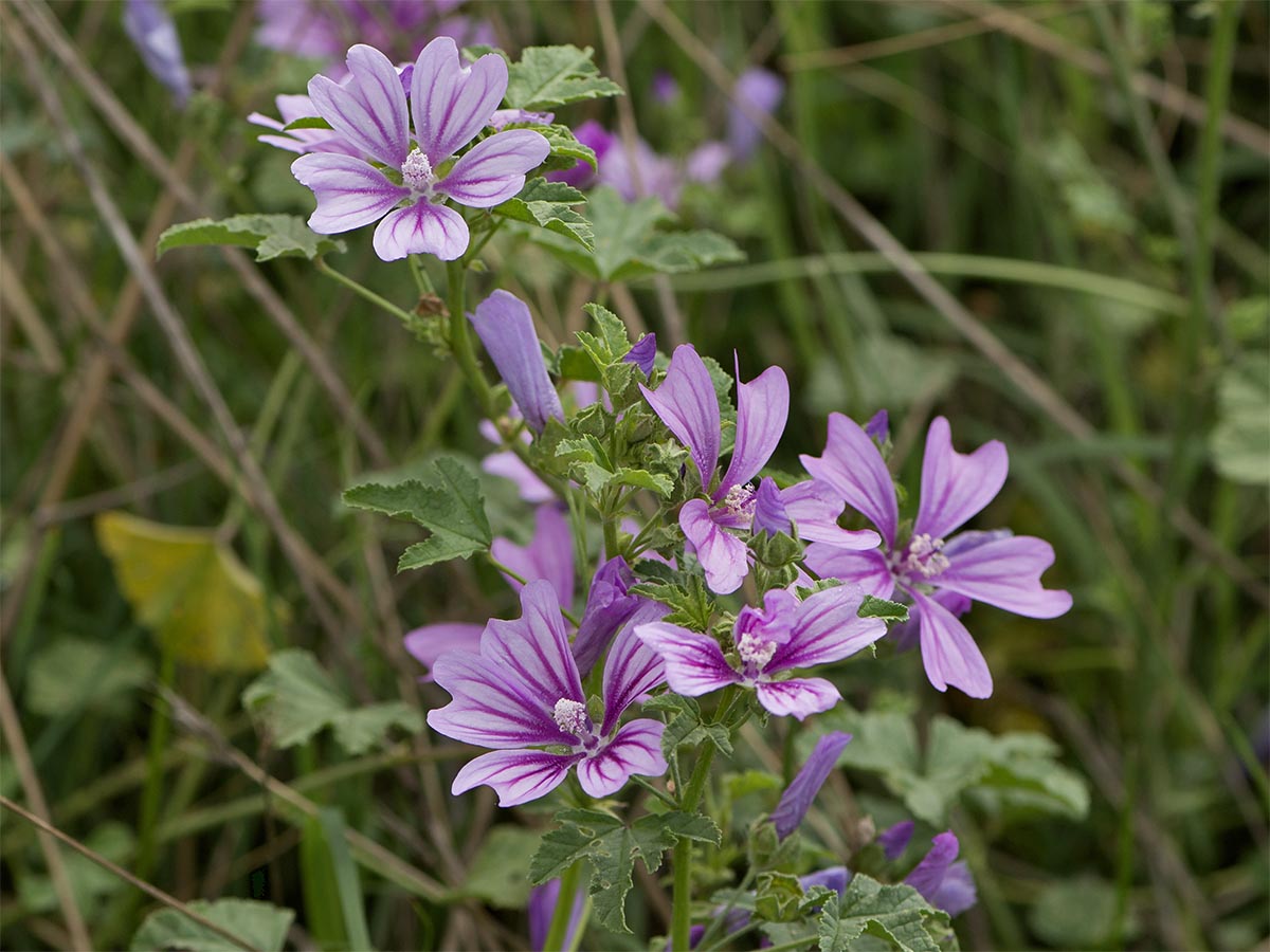 Malva sylvestris